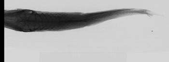 Media type: image;   Ichthyology 89557 Aspect: dorsal xray